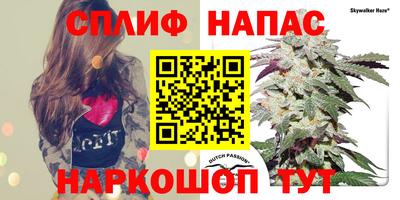 сатива Коммунар